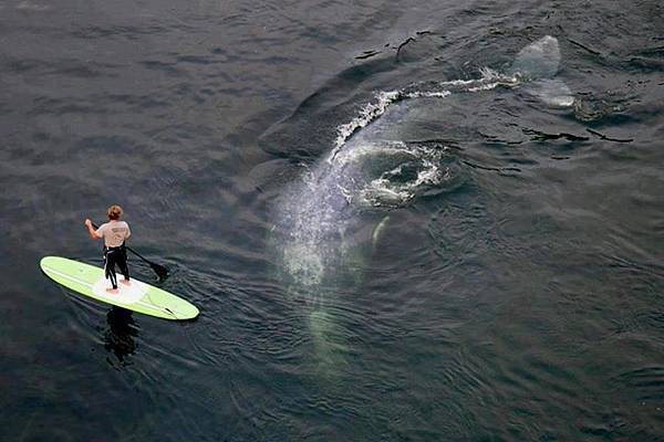 whale-checking-out-standup-paddler.jpg