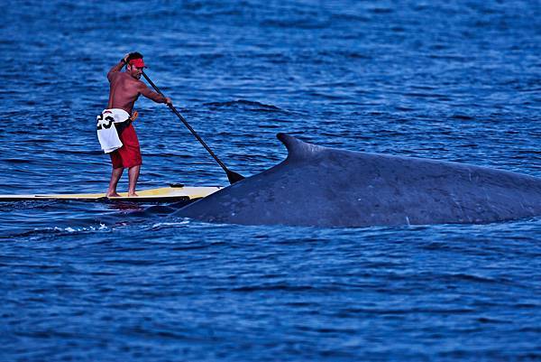 whale-next-to-sup-.jpg