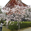 京都仁和寺 (27).JPG