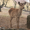 奈良神鹿公園.JPG