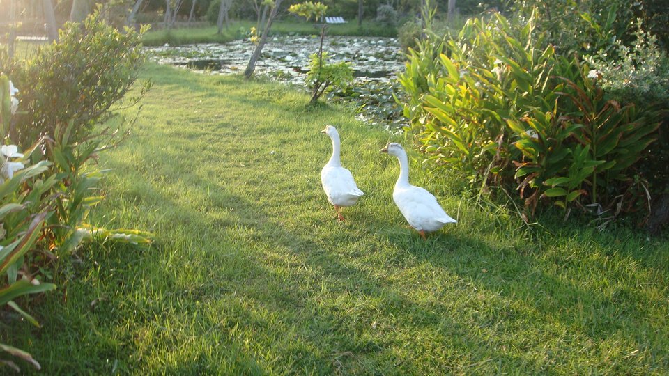 石蓮園白鵝