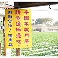 《台南》善化小新營草莓園 (2).JPG