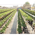 《台南》善化小新營草莓園 (3).JPG