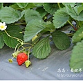 《台南》善化小新營草莓園 (4).JPG