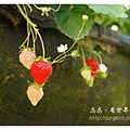 《台南》善化小新營草莓園 (5).JPG