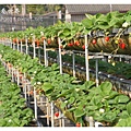 《台南》善化小新營草莓園 (9).JPG