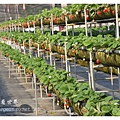 《台南》善化小新營草莓園 (10).JPG