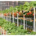 《台南》善化小新營草莓園 (11).JPG