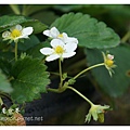 《台南》善化小新營草莓園 (14).JPG