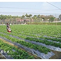 《台南》善化小新營草莓園 (16).JPG