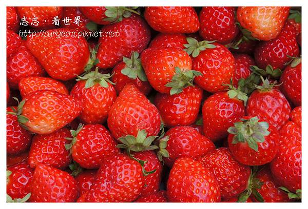 《台南》善化小新營草莓園 (22).JPG 《台南》善化小新營草莓園 (22).JPG