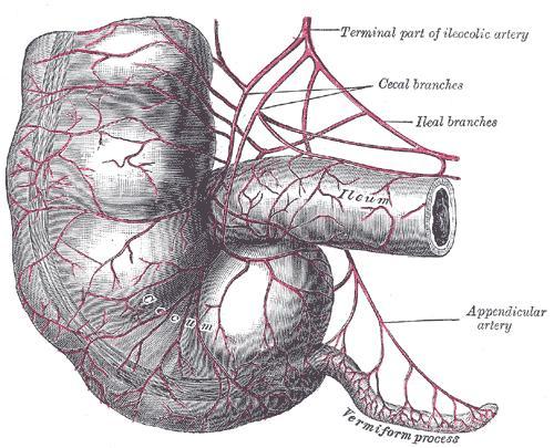 01 闌尾(image reproduced with modifications from Gray 1918).jpg