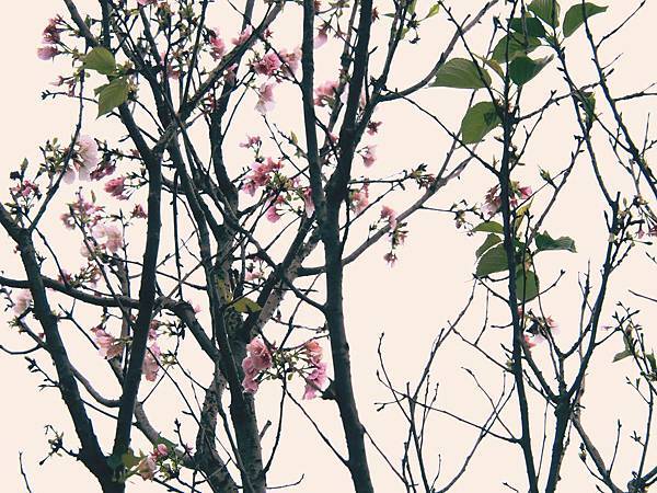 今年將要種植櫻花，明年就可以看到櫻花盛開的浪漫景色了～