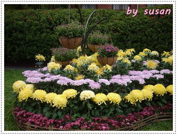 菊展08.JPG 菊展08.JPG