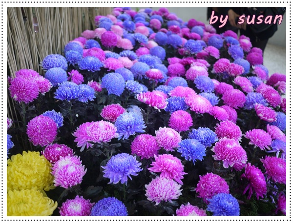 菊展09.JPG 菊展09.JPG