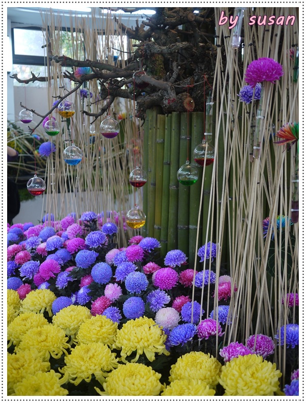 菊展10.JPG 菊展10.JPG