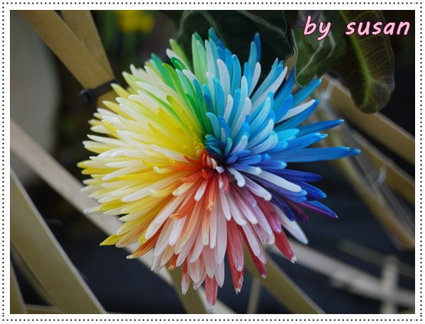 菊展12.JPG 菊展12.JPG