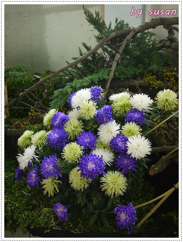 菊展16.JPG 菊展16.JPG