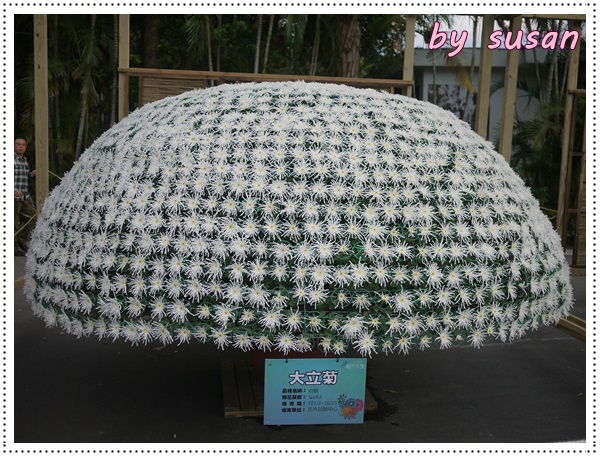 菊展23.JPG 菊展23.JPG