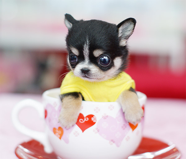 Cup dogs .. 好可愛的茶杯犬 (12).jpg