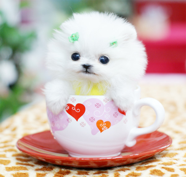 Cup dogs .. 好可愛的茶杯犬 (14).jpg