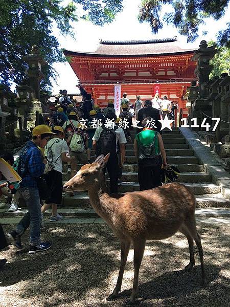 201805京都新綠之旅