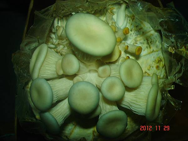 DSC04747 DSC04747