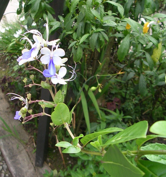 很像蝴蝶的花