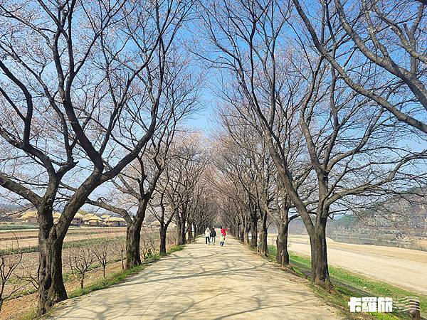 慶北自由行｜安東一日遊｜吃燉雞喝燒酌．漫步河回村