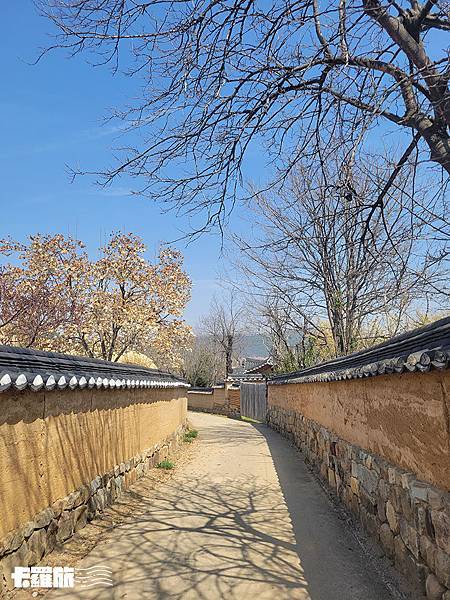 慶北自由行｜安東一日遊｜吃燉雞喝燒酌．漫步河回村