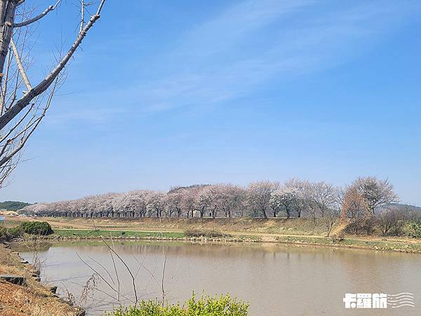 慶北自由行｜安東一日遊｜吃燉雞喝燒酌．漫步河回村