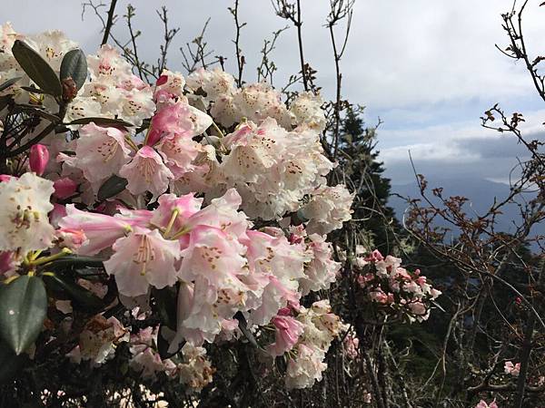 玉山杜鵑