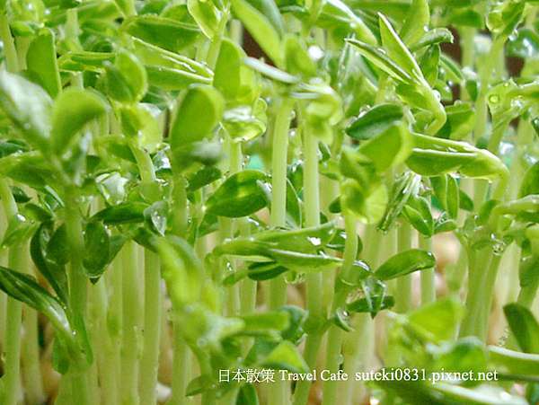 芽菜栽培日記 蘿蔔嬰與豌豆苗 日本散策 Travel Cafe 痞客邦 芽菜栽培日記 蘿蔔嬰與豌豆苗 日本散策 Travel Cafe 痞客邦
