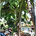 bananaIMG_4215.JPG