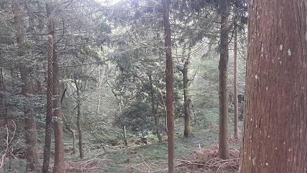 東眼山16 東眼山16