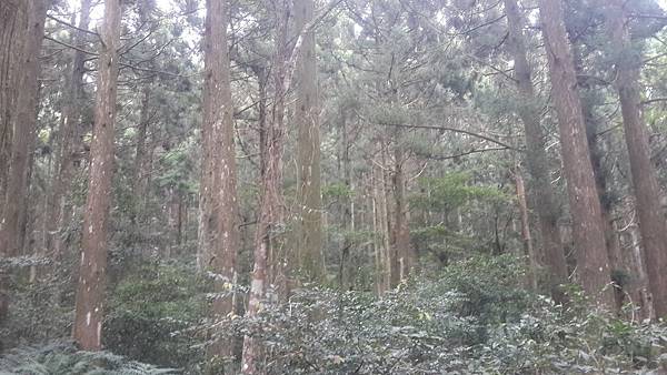 東眼山13 東眼山13