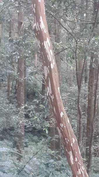 東眼山17 東眼山17