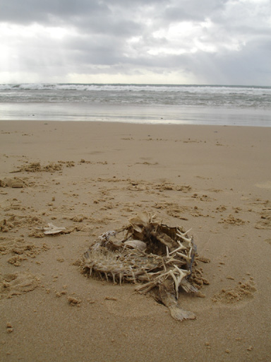 Coffs beach 5