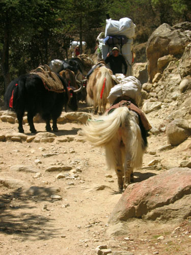 跋涉尼泊爾高山八日 nepal