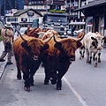 02- 瑞士觀景火車風光 （Switzerland）