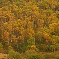 12-秋的樹林-1
