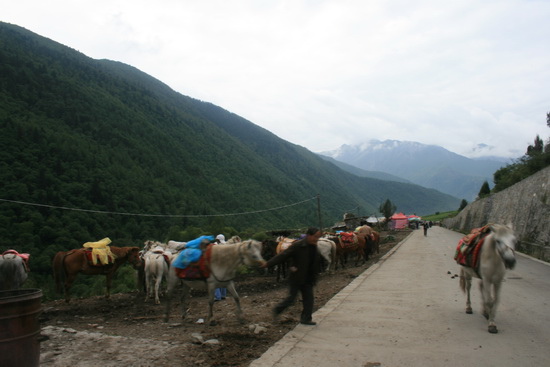 02  羞澀四姑娘  長坪溝（川西-2  -- Sichuan China）