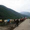 02  羞澀四姑娘  長坪溝（川西-2  -- Sichuan China）