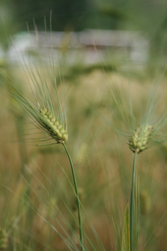 06 野花爭豔舞青稞 （川西-6 –東谷河區 Sichuan China）