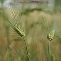 06 野花爭豔舞青稞    （川西-6 –東谷河區 Sichuan China）