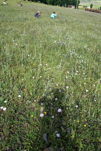 06 野花爭豔舞青稞    （川西-6 –東谷河區 Sichuan China）