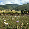 06 野花爭豔舞青稞    （川西-6 –東谷河區 Sichuan China）