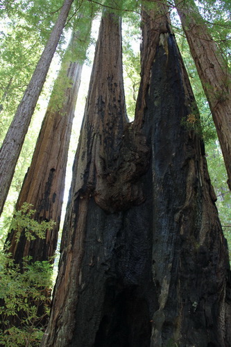 02	San Jose 聖荷西 Big Basin Redwood State Park 美西