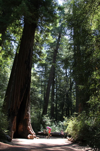 02	San Jose 聖荷西 Big Basin Redwood State Park 美西