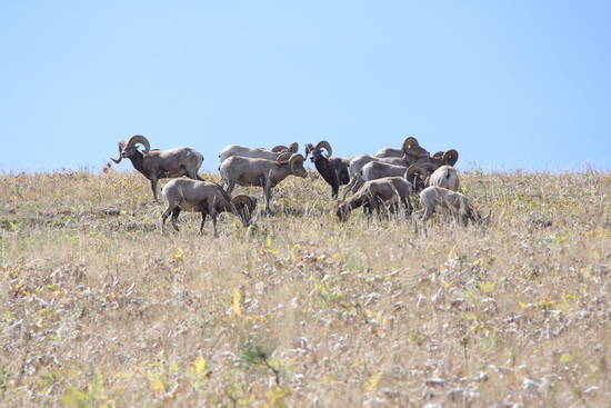 14	National Bison Range （冰河之旅）野牛牧場 